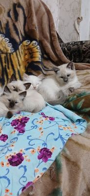 Продам сиамскийх котят 1,5 месяца