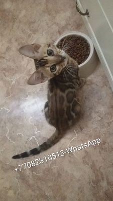 Продаётся Бенгальчик Котёнок Мальчик*Питон*Окрас!