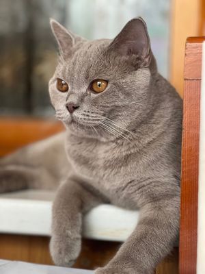 Вязка кота скотиш страйт