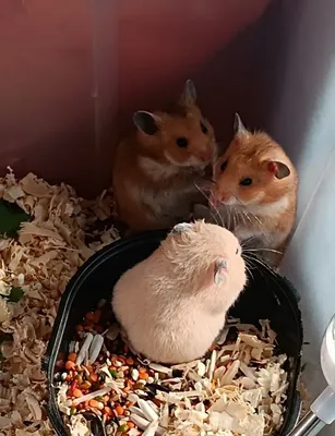 Продаются хомяки.Сирийские и 1 джунгарский