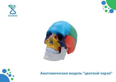 Анатомическая модель "цветной череп"