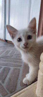 Oq angora mushukcha