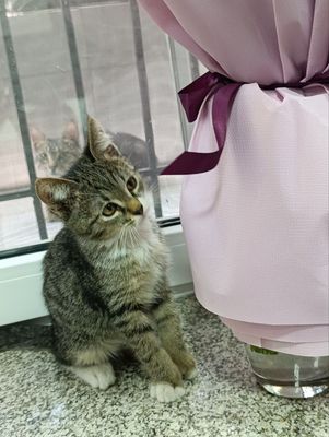 Пристаиваются котята