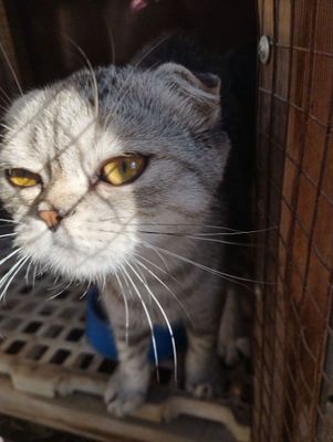 Скотиш фолд кошка