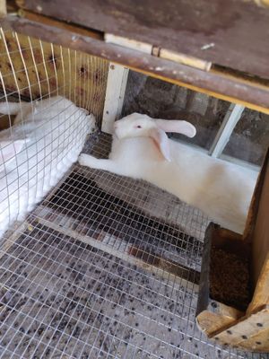 Продаю кроликов срочно