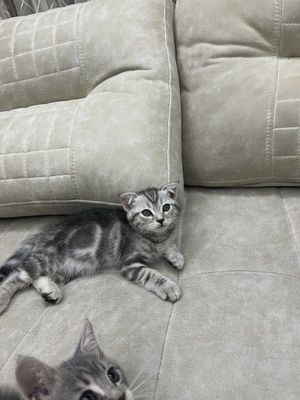 кошки мушук 5 та