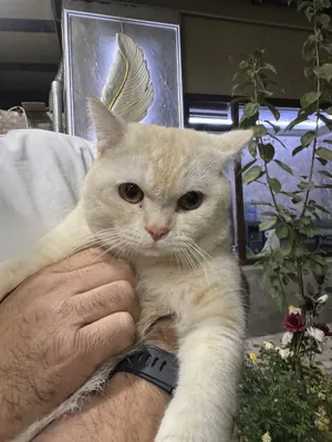 mushu qowiwga zotli muwuga qowamiz