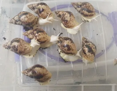 arzon narxda ulitka retikulyata