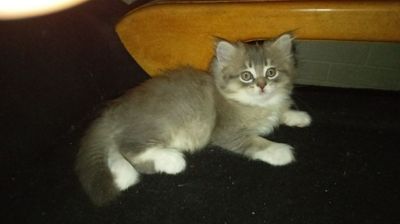 Продаётся кошечка