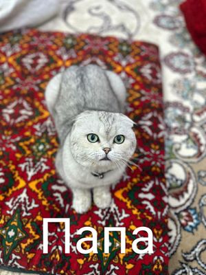 Scottish fold, strayt