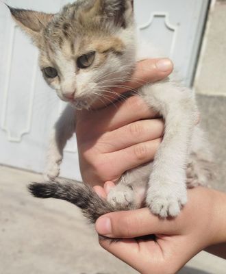 2 милые котята .