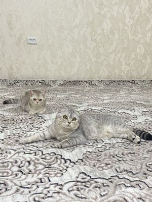 Шотландский фолд [Сотилмайди] Вязка