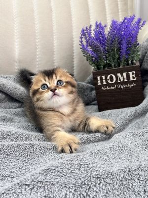 Продаются шотланские веслоухие котята