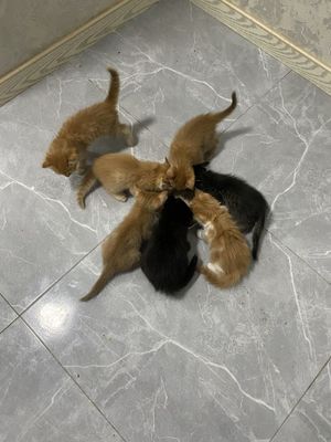 Отдам котят в хорошие руки