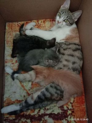 Катя а отдадим в хорошие руки
