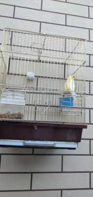 Продаётся канарейка лимонного цвета