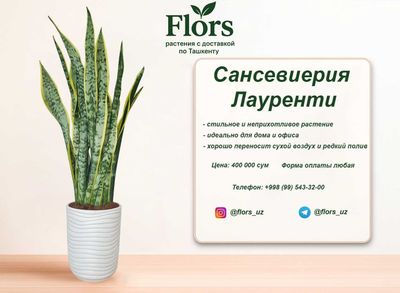 Цветы для дома и офиса - растение - Сансевиерия Лауренти