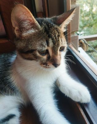 Классный котик (4 мес)