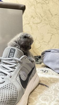Продаються котята