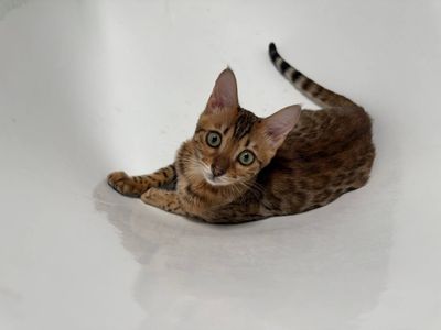 Продаётся Бенгальская кошка