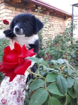 Собака бесплатно