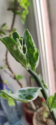 Цветок домашний " Педилантус титималоидный "