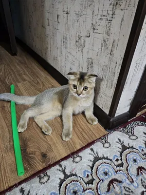 Продаётся коток шиншилла мушук