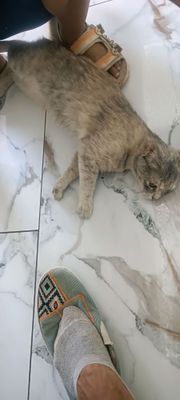 mushuk