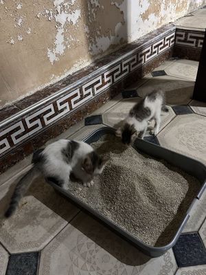 отдам даром