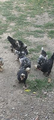 Yapon tovuqlar sotiladi hammasi tuhumda