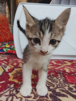 Отдам ласковых котят (самовывоз)
