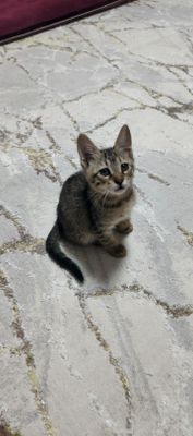 Маленький Мурка Бесплатно