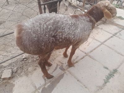 Aqiqa va Qurbonlikka Qoʻchqorlar, Balandligi:80 sm, Zotdor qoʻchqor