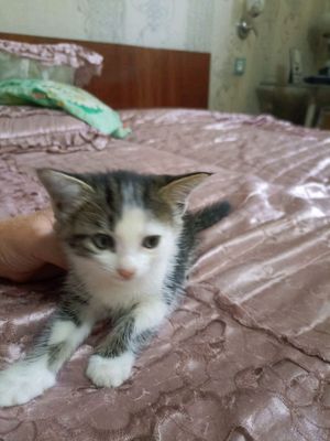 Котята в хорошие руки