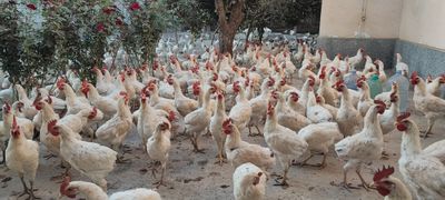 Ломан Сенди хурозлари сотилади 6 ойлик