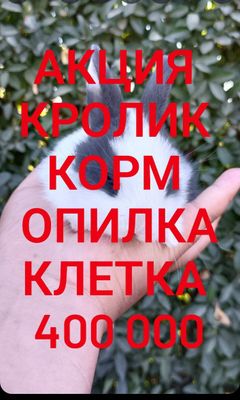 Дикаративный карликовый кролики