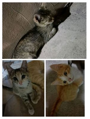 Отдам в добрые руки котят