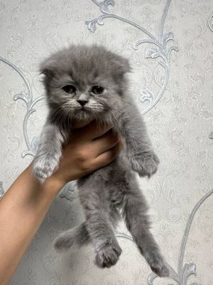 Шотландский фолд Хайленд