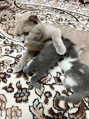 Скоттищ фолл котята