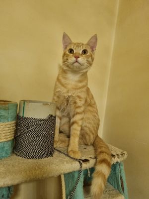 Отдаётся рыжий котик Персик в добрые руки
