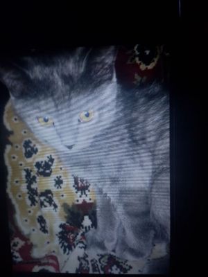 Параётця кот аааааааааааа
