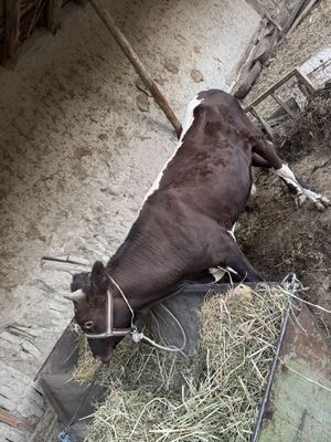 Buqa sotiladi 15 mln