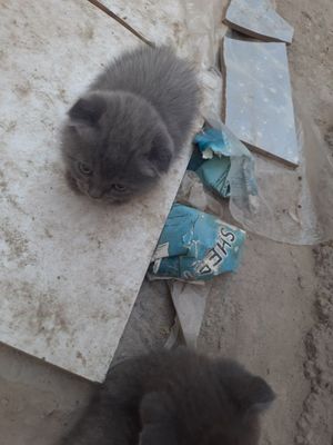 скотиш страйт (чисто