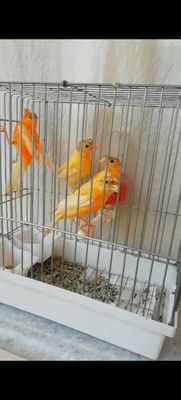 4 5 ойлик нарлар сотилди