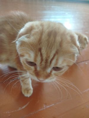 Котята очень милые