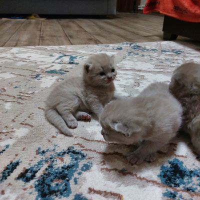 Котята шатландской пароды к продаже через 2 недели