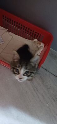 Котенок даром отдам