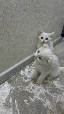 Turetskiy angora prlifkala ogan sog'lom 3 oylik