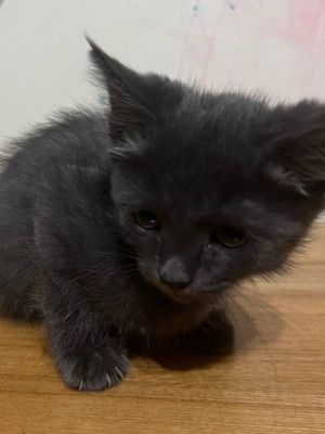 Отдам даром котят
