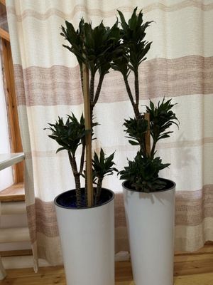 Комнатное растение- Драцена, продаём 2 цветка сразу